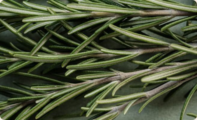 Rosemary and nettle plants used in the Manly formulation